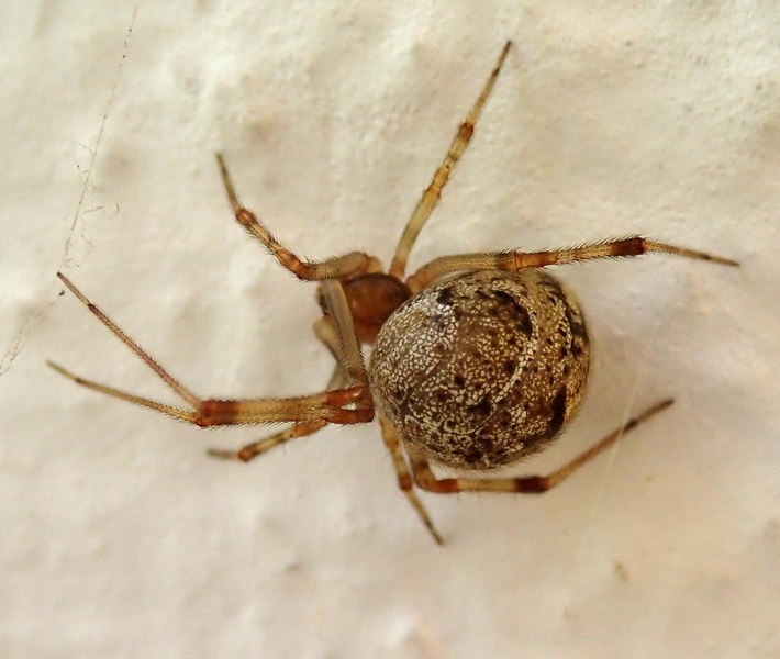 Parasteatoda tepidariorum